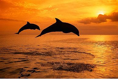 休闲体育场馆焕新模拟器《体育馆：翻新（Sports: Renovations）》现已登陆Steam！